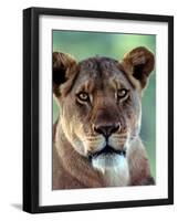 Lioness-Charles Sleicher-Framed Photographic Print