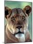 Lioness-Charles Sleicher-Mounted Photographic Print