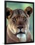 Lioness-Charles Sleicher-Framed Photographic Print