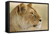 Lioness-null-Framed Stretched Canvas