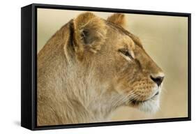 Lioness-null-Framed Stretched Canvas