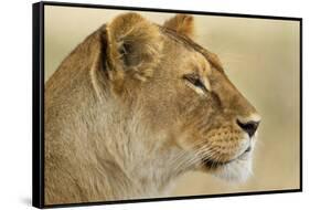 Lioness-null-Framed Stretched Canvas