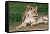 Lioness-null-Framed Stretched Canvas