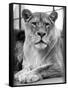 Lioness-null-Framed Stretched Canvas