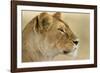 Lioness-null-Framed Photographic Print