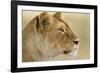 Lioness-null-Framed Photographic Print