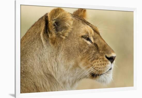 Lioness-null-Framed Photographic Print