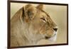 Lioness-null-Framed Photographic Print