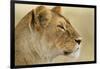 Lioness-null-Framed Photographic Print