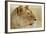 Lioness-null-Framed Photographic Print