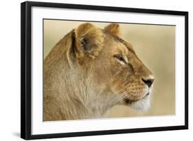 Lioness-null-Framed Photographic Print