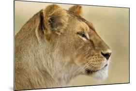 Lioness-null-Mounted Photographic Print