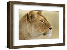 Lioness-null-Framed Photographic Print