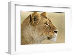 Lioness-null-Framed Photographic Print