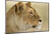 Lioness-null-Mounted Photographic Print