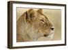 Lioness-null-Framed Photographic Print