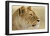 Lioness-null-Framed Photographic Print