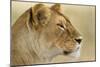 Lioness-null-Mounted Photographic Print