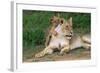 Lioness-null-Framed Photographic Print