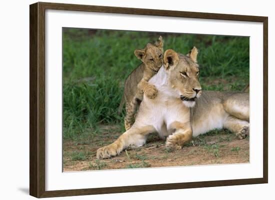 Lioness-null-Framed Photographic Print