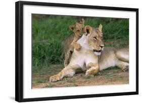 Lioness-null-Framed Photographic Print