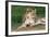 Lioness-null-Framed Photographic Print