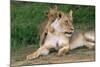 Lioness-null-Mounted Photographic Print