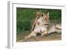 Lioness-null-Framed Photographic Print