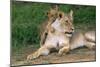 Lioness-null-Mounted Photographic Print