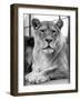 Lioness-null-Framed Photographic Print