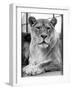 Lioness-null-Framed Photographic Print