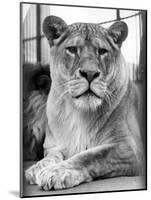 Lioness-null-Mounted Photographic Print