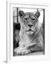 Lioness-null-Framed Photographic Print