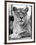 Lioness-null-Framed Photographic Print