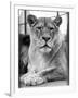 Lioness-null-Framed Photographic Print