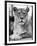 Lioness-null-Framed Photographic Print