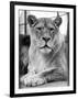 Lioness-null-Framed Photographic Print