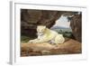 Lioness-Samuel Howitt-Framed Giclee Print