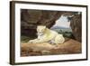 Lioness-Samuel Howitt-Framed Giclee Print