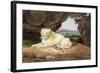 Lioness-Samuel Howitt-Framed Giclee Print