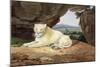 Lioness-Samuel Howitt-Mounted Giclee Print