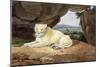 Lioness-Samuel Howitt-Mounted Giclee Print