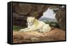 Lioness-Samuel Howitt-Framed Stretched Canvas