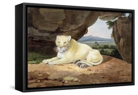 Lioness-Samuel Howitt-Framed Stretched Canvas