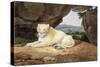 Lioness-Samuel Howitt-Stretched Canvas