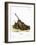 Lioness-null-Framed Giclee Print