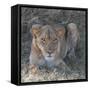 Lioness-Scott Bennion-Framed Stretched Canvas
