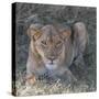 Lioness-Scott Bennion-Stretched Canvas