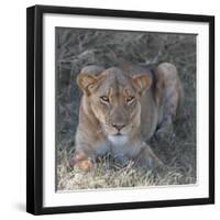 Lioness-Scott Bennion-Framed Photo