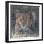 Lioness-Scott Bennion-Framed Photo